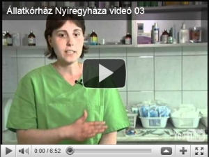 Nyári betegségek