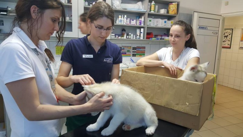 A kombin&aacute;lt olt&aacute;sok