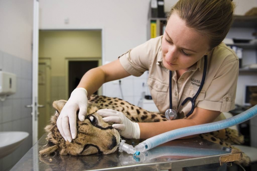 Gep&aacute;rd a ny&iacute;regyh&aacute;zi &Aacute;llatk&oacute;rh&aacute;zban