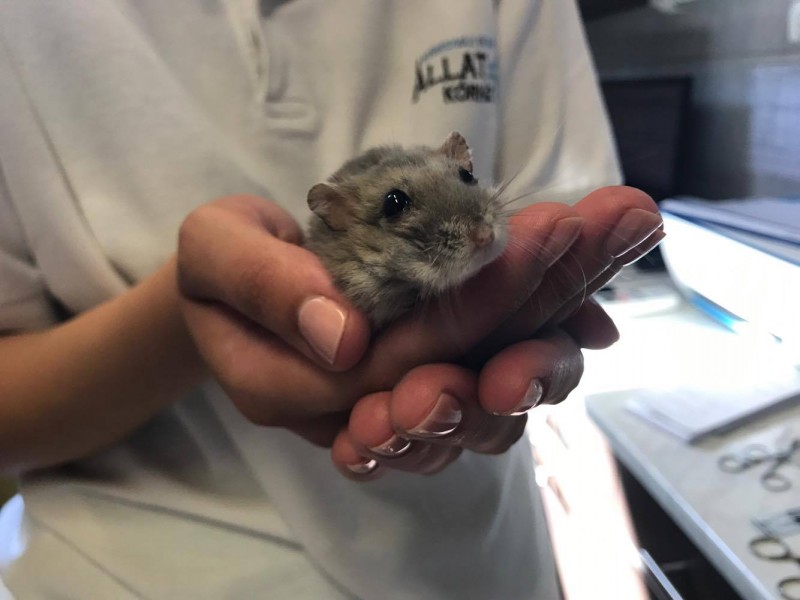 A legkisebb is sz&aacute;m&iacute;t 4. - T&ouml;rpe h&ouml;rcs&ouml;g&ouml;k