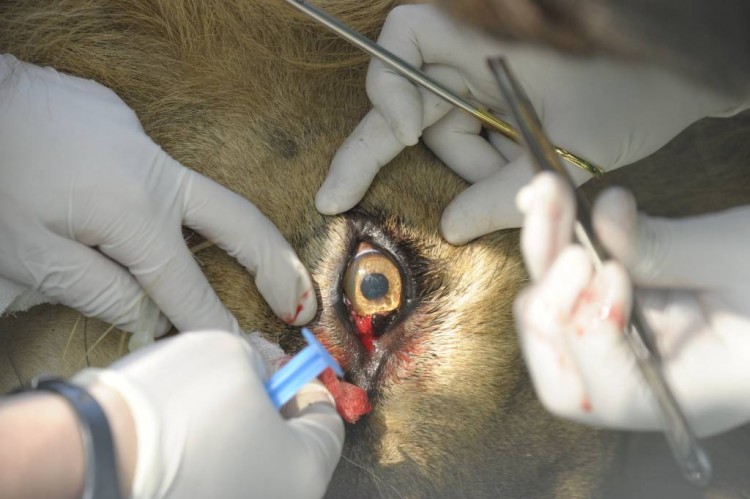 Oroszlán szemműtét a Nyíregyházi Állatkórházban