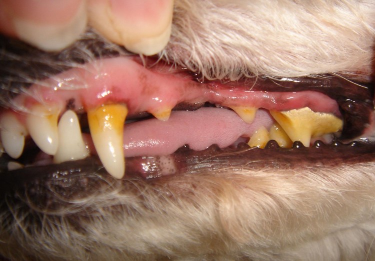 A kutyák leggyakoribb fog- és ínybetegsége, a periodontitis