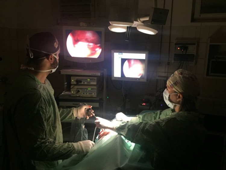 Laparoszkopos ivartalan&iacute;t&aacute;s a Ny&iacute;regyh&aacute;zi &Aacute;llatk&oacute;rh&aacute;zban!