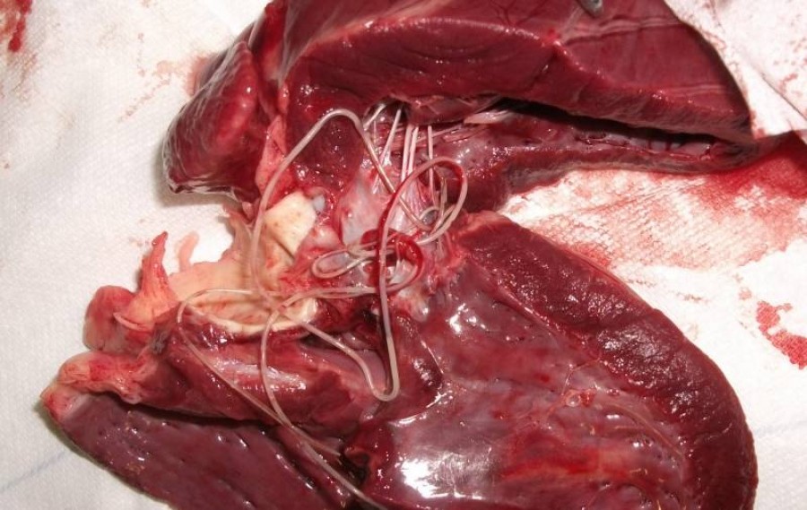 sz&iacute;vf&eacute;rgess&eacute;g