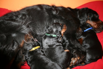 K&ouml;zelgő fial&aacute;s jelei