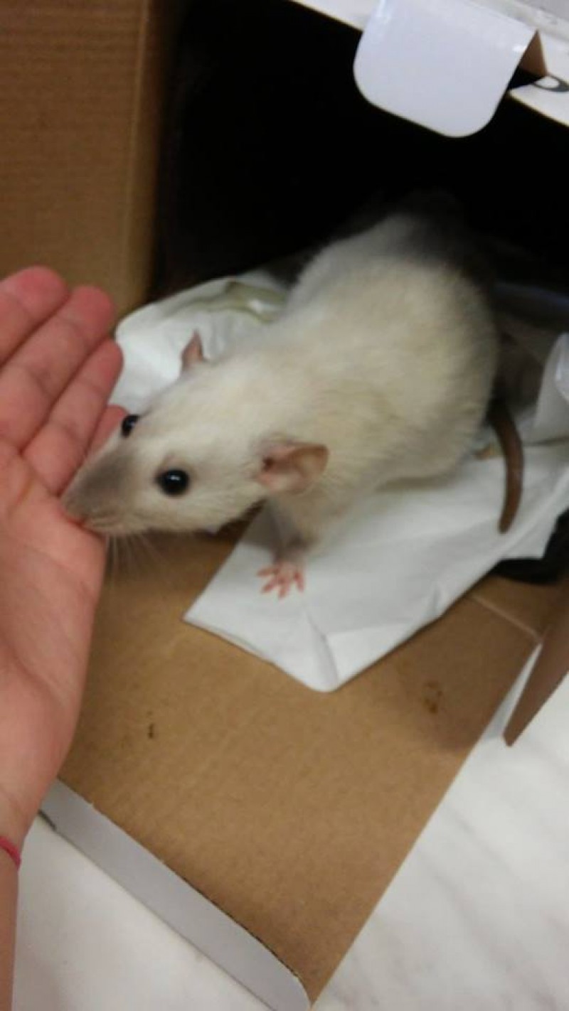 A legkisebb is sz&aacute;m&iacute;t 1. - Patk&aacute;ny cs&aacute;sz&aacute;rmetsz&eacute;s