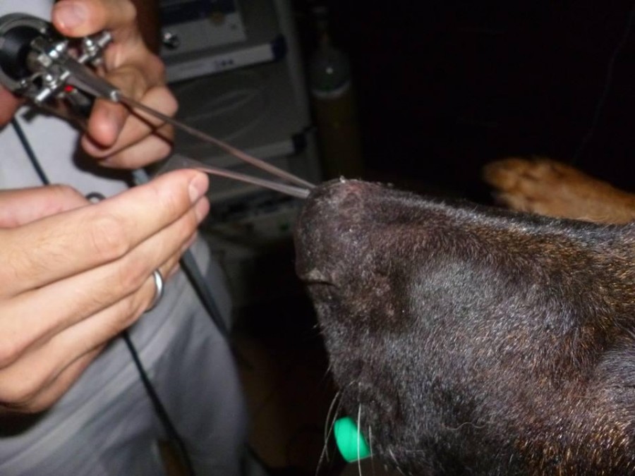 Endoszkópos toklász eltávolítás a Nyíregyházi Oktató Állatkórházban
