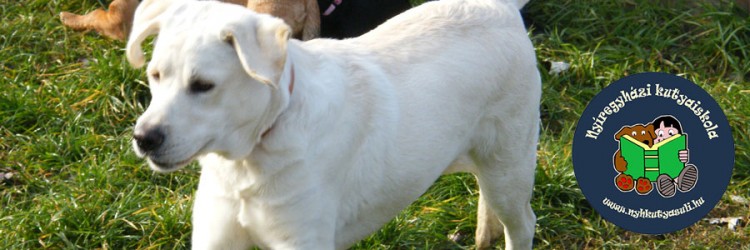 Fontos a v&eacute;dőolt&aacute;s a k&ouml;ly&ouml;k kuty&aacute;kn&aacute;l is!