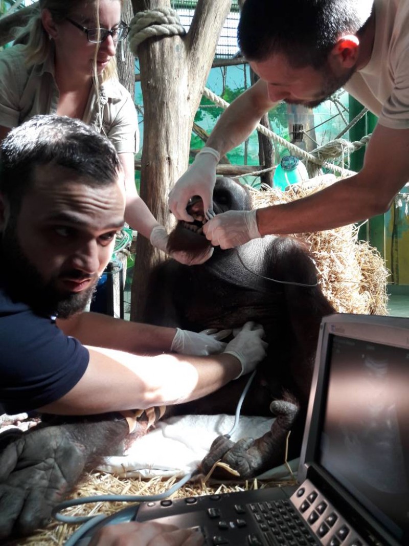 Or&aacute;ngut&aacute;n sz&aacute;ll&iacute;t&aacute;s előtti vizsg&aacute;latai