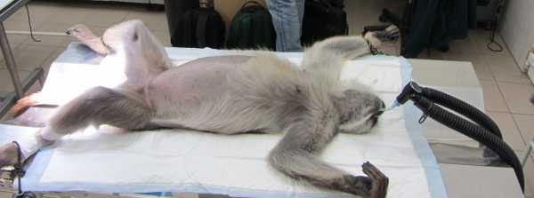 S&uuml;rgős &eacute;letmentő műt&eacute;tet kellett v&eacute;grehajtani