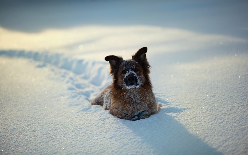 Téli kutyatartás veszélyei