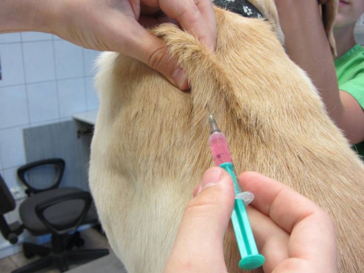 V&eacute;dőolt&aacute;s soron k&iacute;v&uuml;l* az &Aacute;llatk&oacute;rh&aacute;zban!