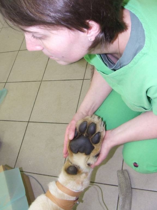 Oroszl&aacute;n műt&eacute;t a Ny&iacute;regyh&aacute;zi &Aacute;llatk&oacute;rh&aacute;zban