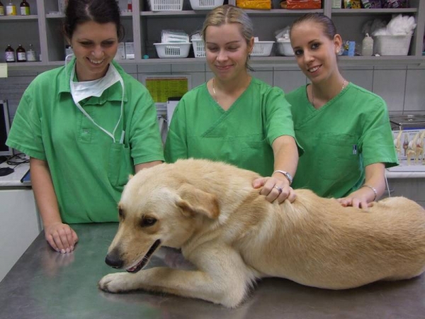 Szakasszisztens k&eacute;pz&eacute;s az &Aacute;llatk&oacute;rh&aacute;zban