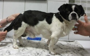 Fizioter&aacute;pi&aacute;s kezel&eacute;s a Ny&iacute;regyh&aacute;zi &Aacute;llatk&oacute;rh&aacute;zban