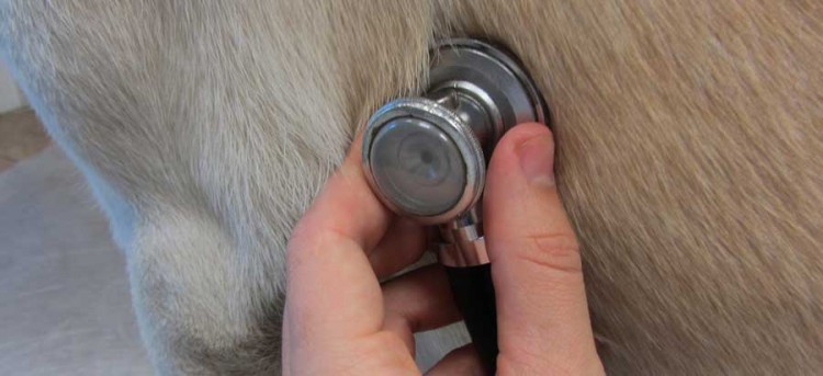 Veszetts&eacute;g elleni v&eacute;dőolt&aacute;s