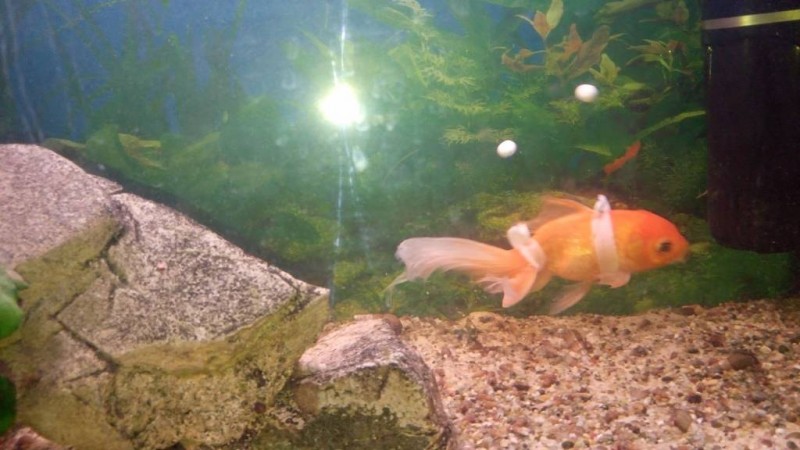 A legkisebb is sz&aacute;m&iacute;t 2. - &Uacute;sz&oacute;gumis Aranyhal