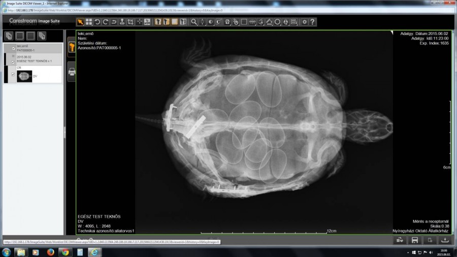 Állatorvosi 3D-s puzzle avagy hogyan rakjunk össze teknőst