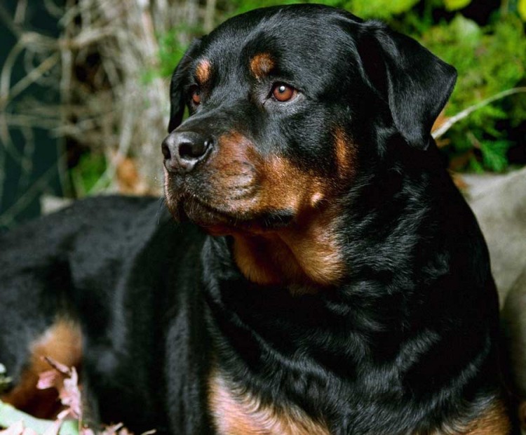 &Uacute;J lehetős&eacute;g a rotisoknak