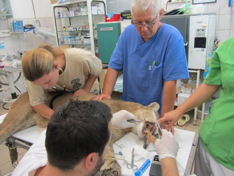 Puma érkezett az Állatkórházba